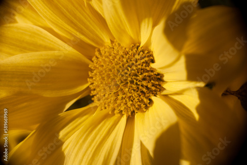 Fragile Beauty of a Blooming Sunlit Flower