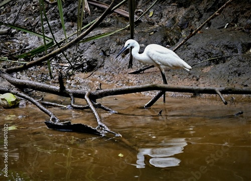 The Great White Egret/Heron in Poovar Backwaters, Kerala, India photo