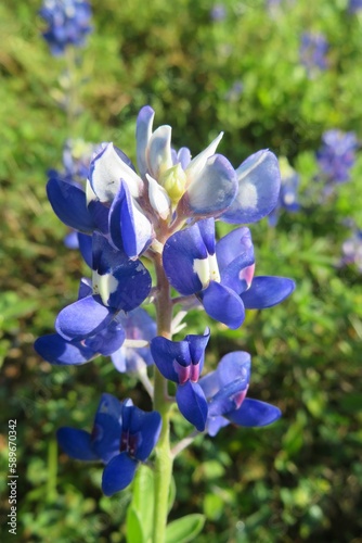 Bluebonnets  Lupinus  flowers blooming in  Florida nature  closeup