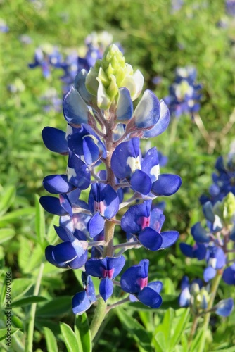 Bluebonnets  Lupinus  flowers blooming in  Florida nature  closeup