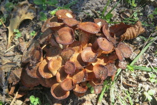 Brown mushrooms in Florida forest, closeup