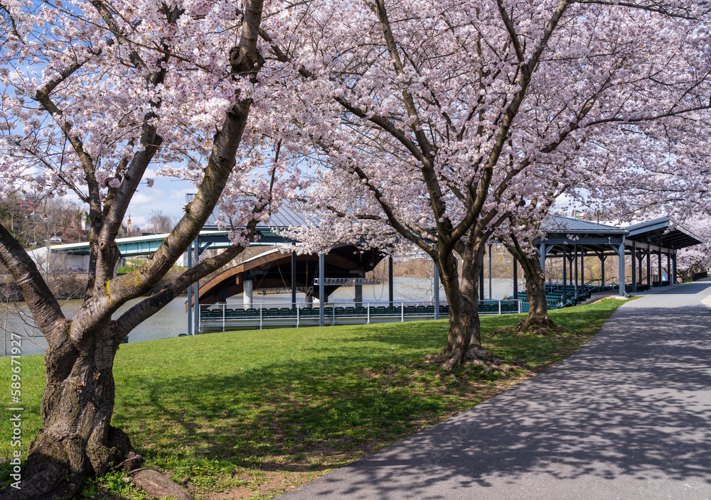 Obraz premium Ruby Amphitheater by the walking and cycling trail in Morgantown West Virginia with cherry blossoms