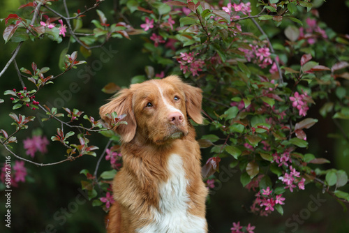 Beautiful dog Nova Scotia Retriever in the branches of a flowering tree. Portrait of a dog among flowers