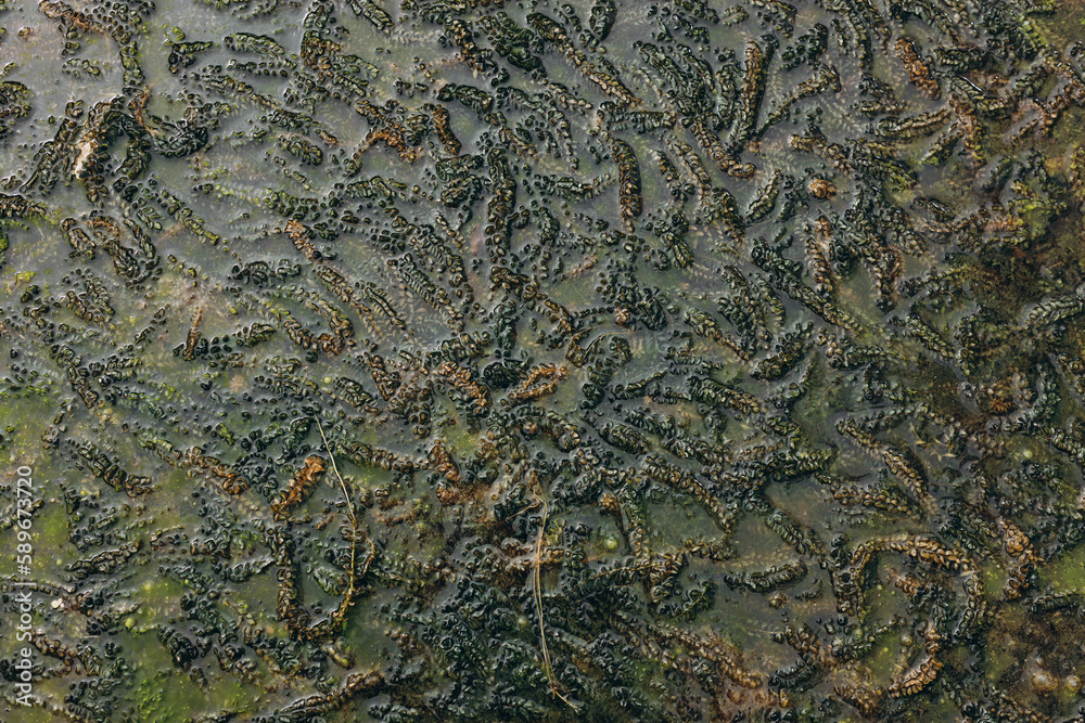 Green algae under clear water. Texture of flooded algae underwater in a stream