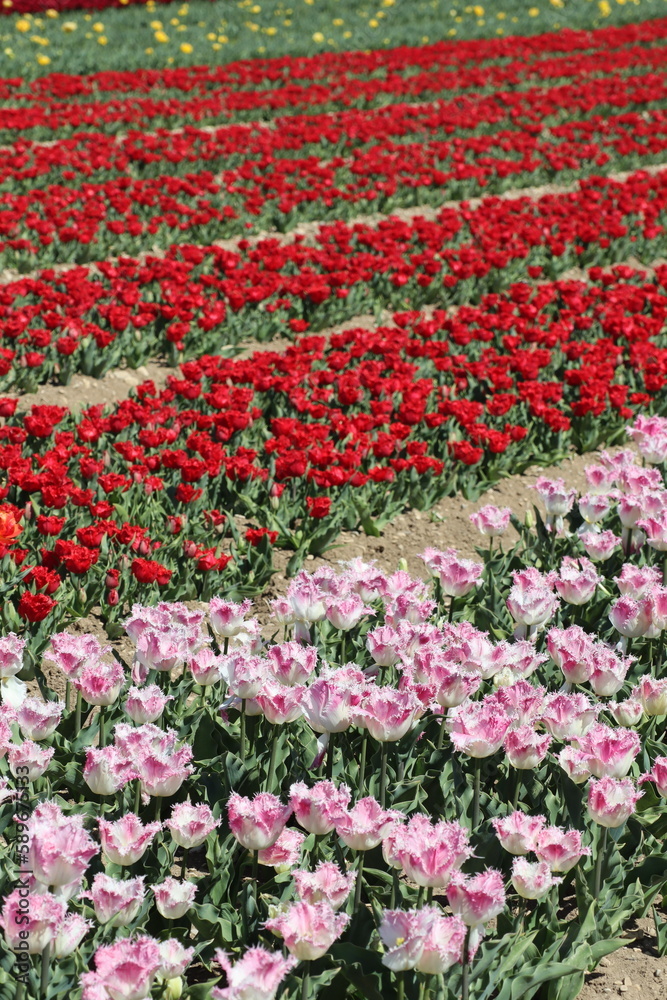 Tulipes, France