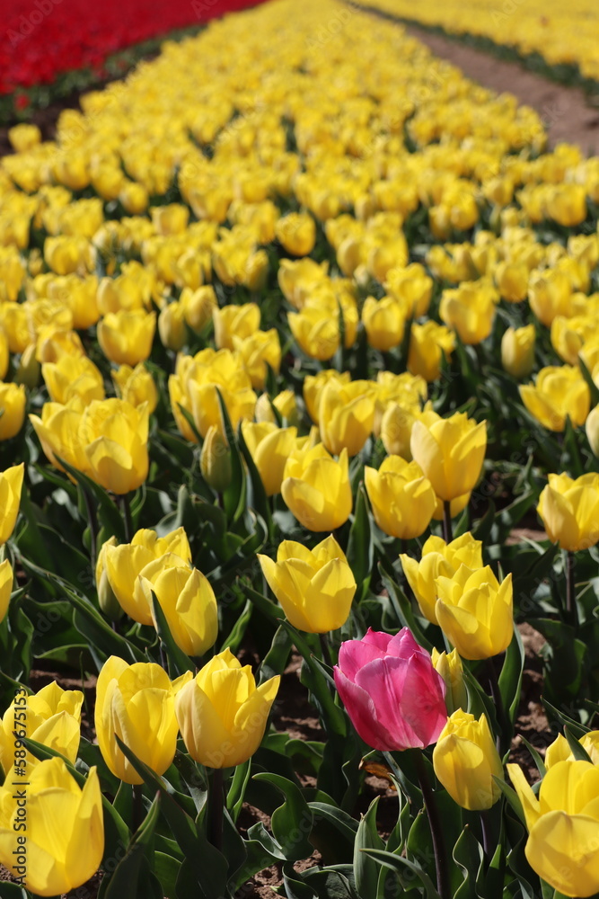 Tulipes, France Tulipes, France