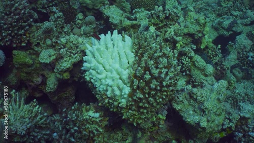 Top view of bleaching and death of corals from excessive seawater heating due to climate change and global warming. Bleached heart shaped coral, Slow motion. Decolored corals in Red Sea photo