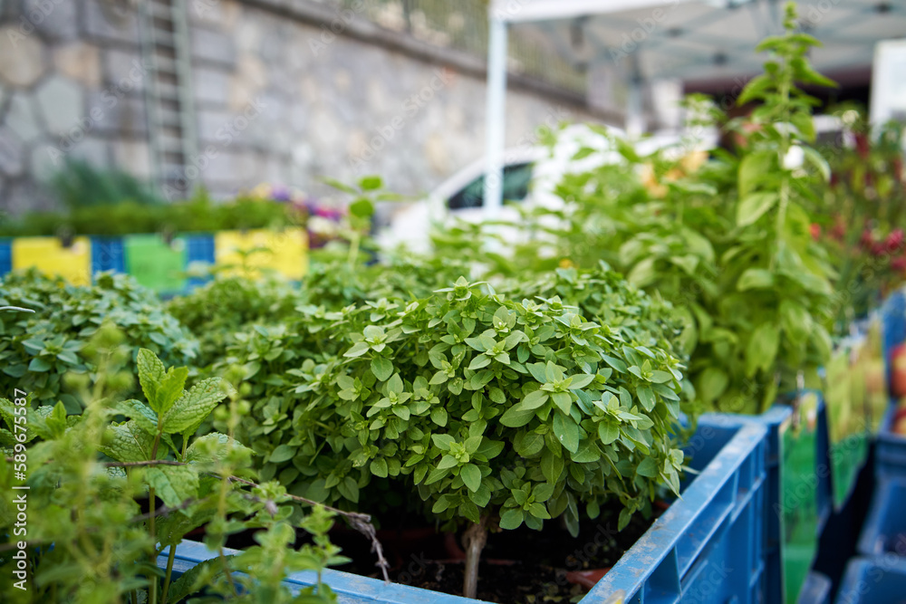 Dwarf basil being sold at the farmers' market Dwarf basil being sold at the farmers' market