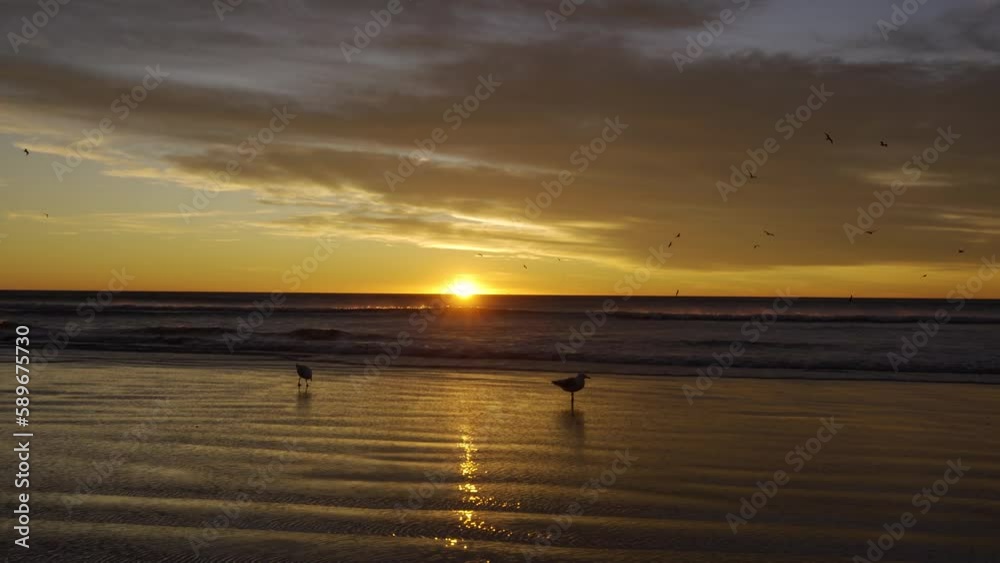 Big gulls standing on the sand with stunning sundown behind Big gulls standing on the sand with stunning sundown behind