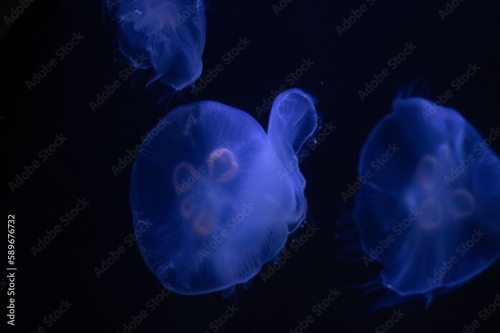 Crystal Jellyfish, Translucent Blue-Purple Jelly Fish, with dark black background, Aquarium, Sea life, Zoology, Oceanography, Copy space Crystal Jellyfish, Translucent Blue-Purple Jelly Fish, with dark black background, Aquarium, Sea life, Zoology, Oceanography, Copy space