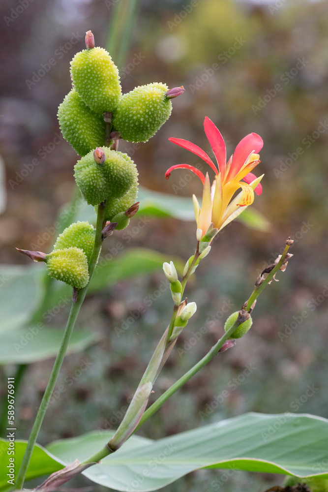 Close up of Indian shot (canna indica) flowers in bloom Close up of Indian shot (canna indica) flowers in bloom
