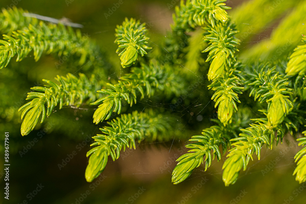 Closeup view of pine leaf, Norfolk island Araucaria heterophylla green blurred background.