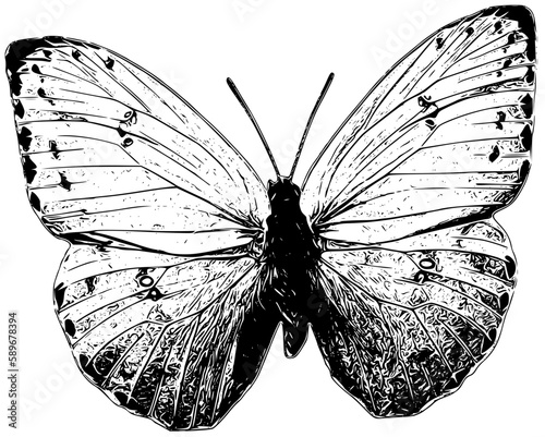 butterfly on white background