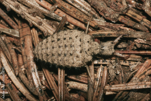 Myrmeleontidae, myrmeleontidae antlion photo