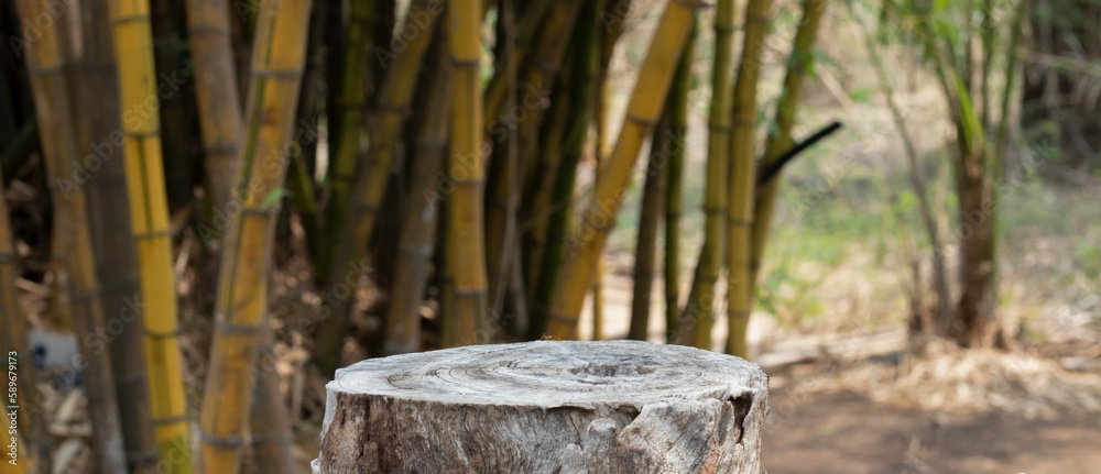 old stump in summer forest. beautiful natural green background, old stump in summer forest. beautiful natural green background,