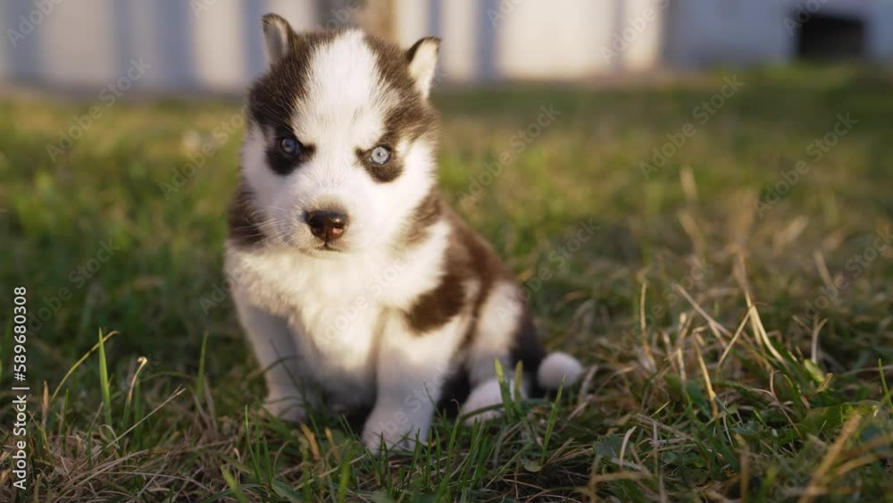 Husky puppy walks on the lawn. Playful puppy outdoors. Puppy husky runs on the green grass in the park. Husky puppy outdoor. Husky puppy walks on the lawn. Playful puppy outdoors. Puppy husky runs on the green grass in the park. Husky puppy outdoor.