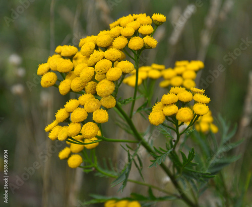 Tansy ordinary  Tanacetum vulgare  blooms in the wild