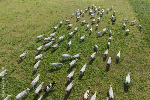 A herd of white cows grazes in a field top view