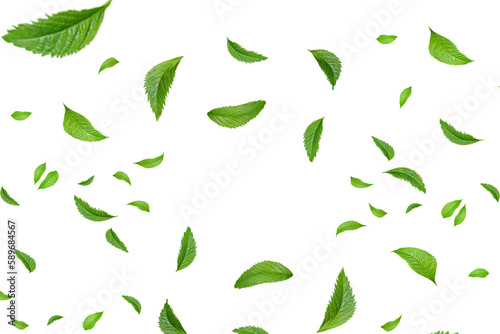 Set of leaves on transparent background 