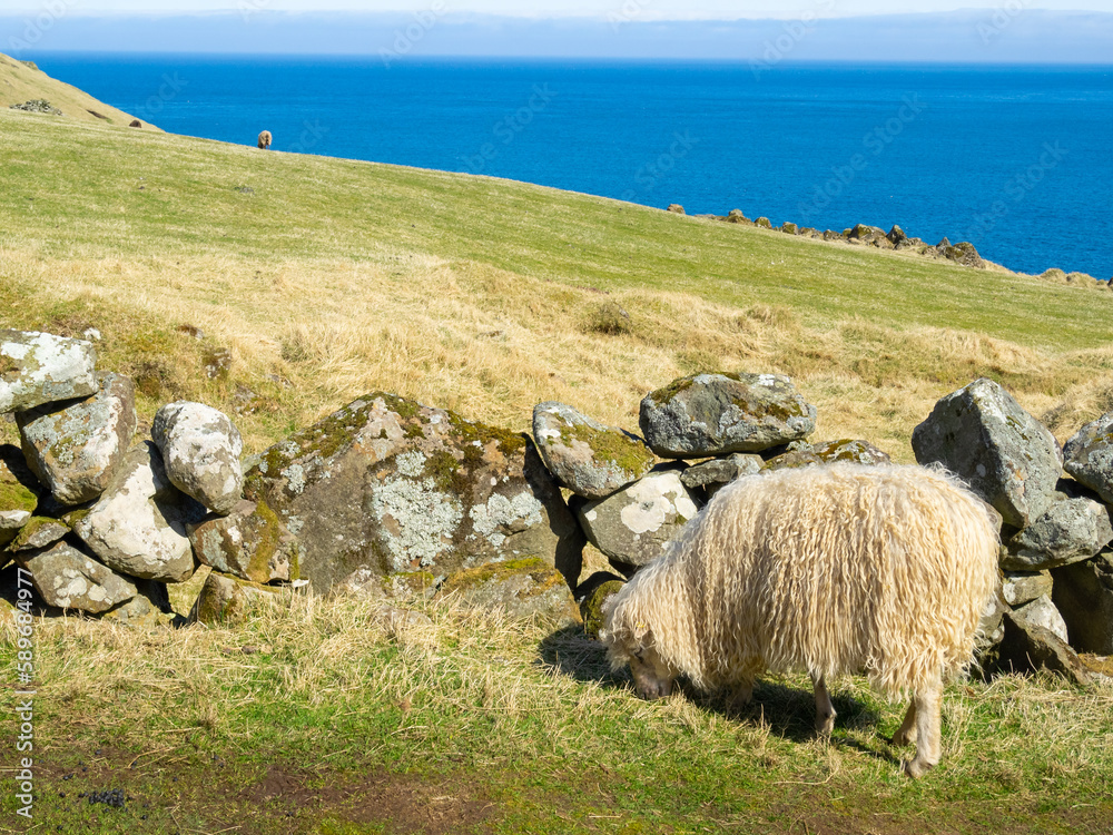 A sheep grazing in north Kalsoy