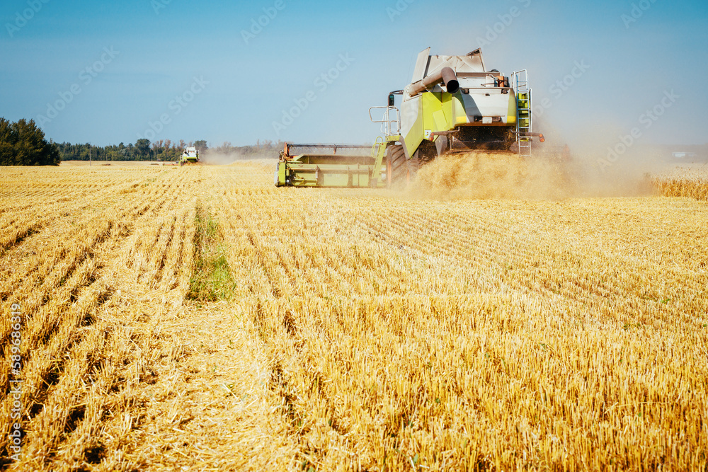 Obraz premium Combine harvester on the wheat field