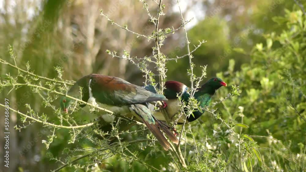 Maori Pigeon or Kereru on a tree branch feeding with leaves. New Zealand native bird