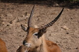 Sable antelope head close up