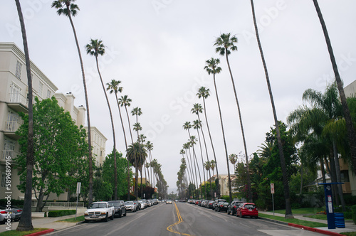 Palm Trees Lining the Street