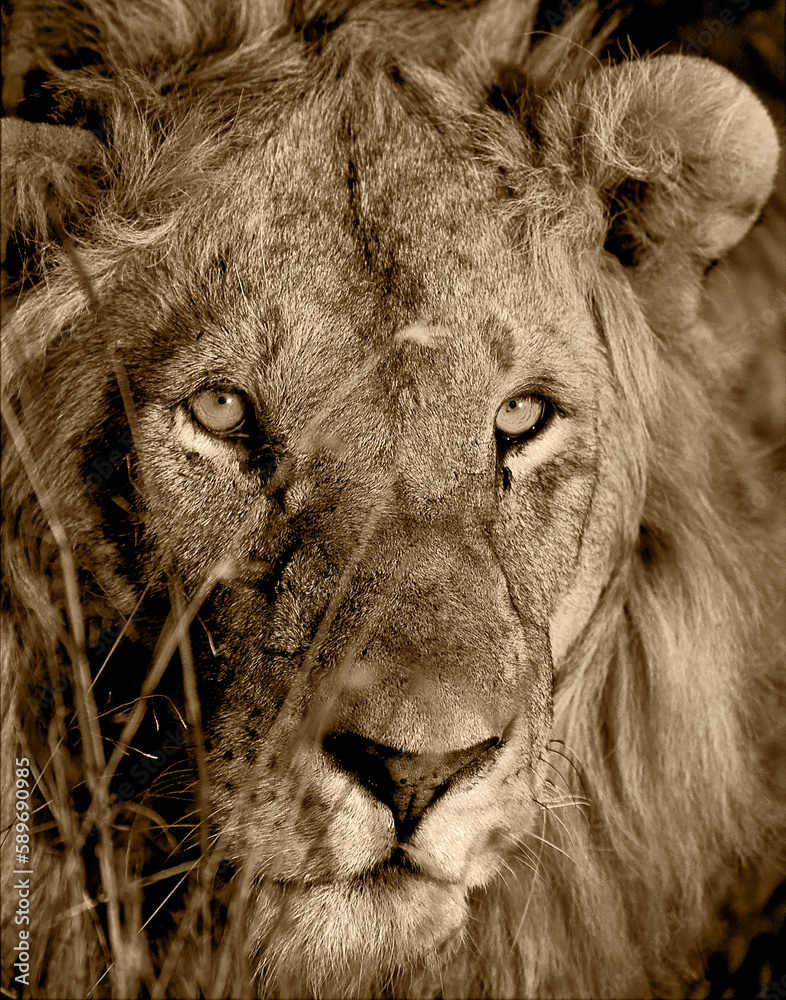 Fototapeta premium Lion Eyes