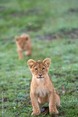 Currious Lion Cub