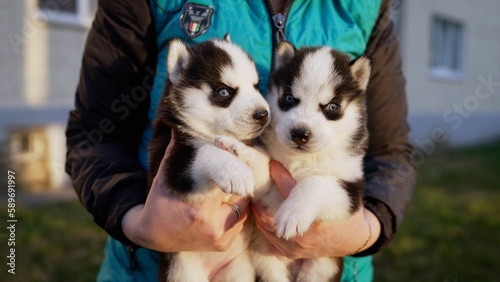 Two husky puppies in my arms. A woman holds two wonderful purebred husky puppies in her hands. Close up portrait of little husky puppies. © Ruslan