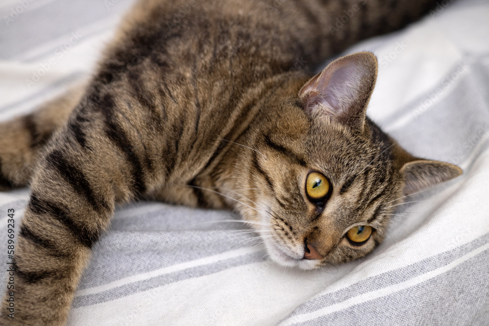 tabby cat cute kitty domestic pet relaxing on blanket,bedroom,yawning or cleaning paw with tongue,sitting on back,lays down relaxing at home.stripes on body,house conform female animal