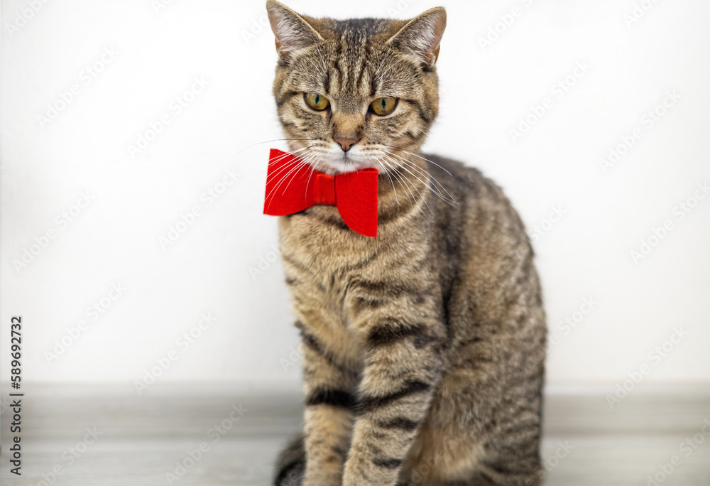 tabby cat with red bow at neck in front of mirror or isolated wide banner for advertising,copy paste.cute domestic kitty pet playing on floor,have prund cool face or curious muzzle.animal lays down