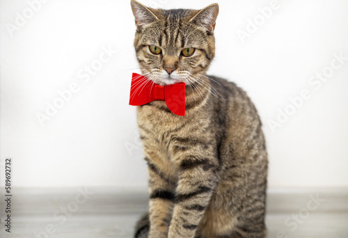 tabby cat with red bow at neck in front of mirror or isolated wide banner for advertising,copy paste.cute domestic kitty pet playing on floor,have prund cool face or curious muzzle.animal lays down