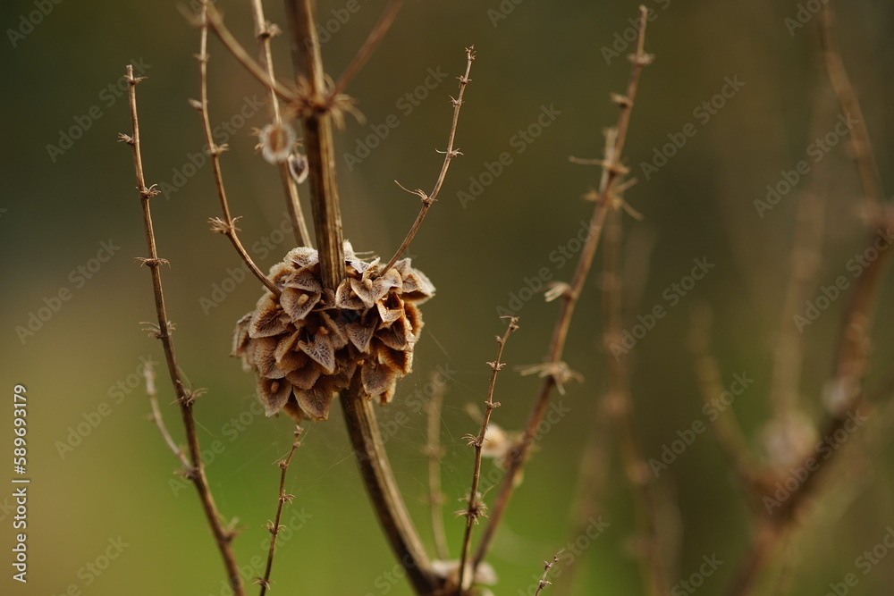 Dry plant bush with thin branches growing in the field. Dry plant bush with thin branches growing in the field.