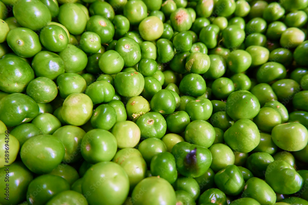 Green tomatoes called miltomate in Guatemala Green tomatoes called miltomate in Guatemala