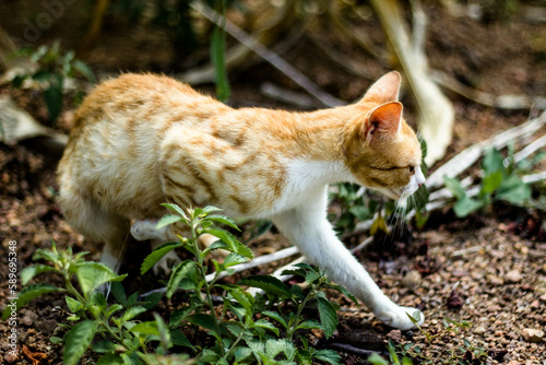 Striped Kitten in the Wilderness © Gustavo