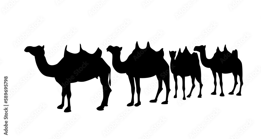 Camel caravans isolated on white background vector illustration.