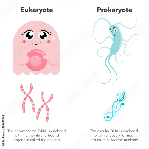 Eukaryotes versus Prokaryotes science vector illustration cartoon infographic