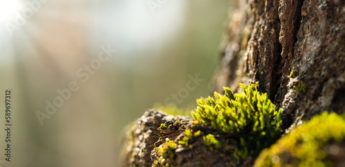 Close up of green moss on forest ground. Macro photo. Detailed photo.