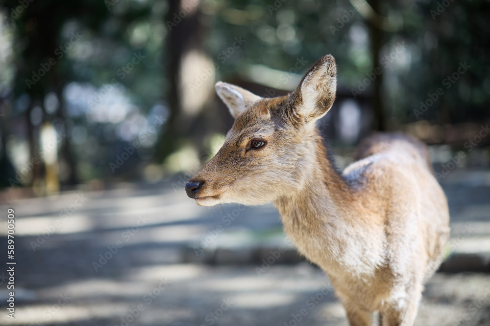 奈良公園の鹿 奈良公園の鹿