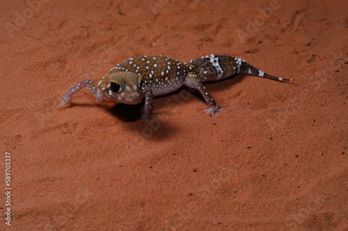 three lined knob tail (Nephrurus levis) closeup on sand