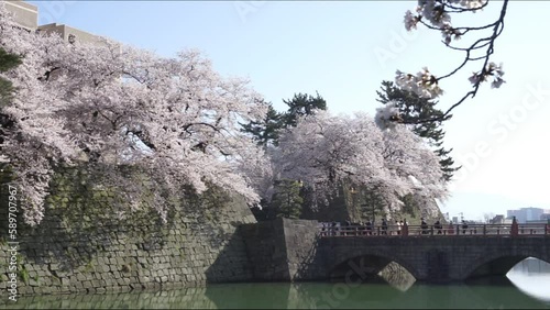 福井城址の桜 （2023年3月） photo