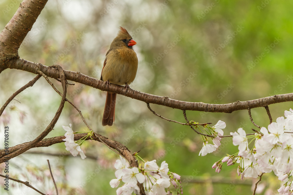 Female Northern cardinal (Cardinalis cardinalis), Female Northern cardinal (Cardinalis cardinalis),
