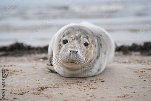 Newborn sea lion on the beach close-up photo