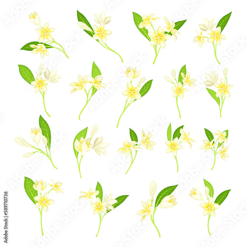Frangipani or Plumeria White Flower with Green Leaf on Stem Big Vector Set © Happypictures