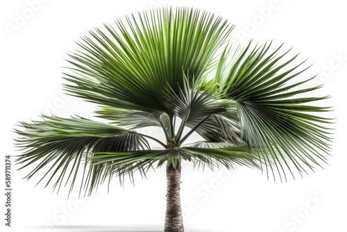 vibrant palm tree with lush green leaves on a clean white background. Generative AI
