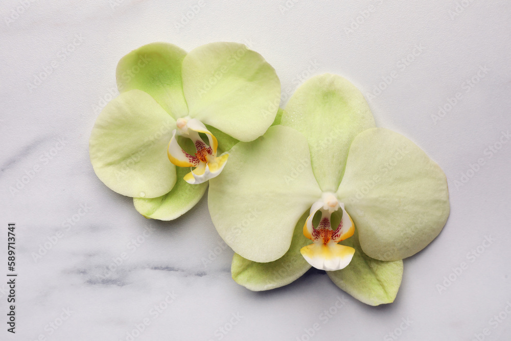 Naklejka premium Beautiful orchid flowers on white marble table, flat lay