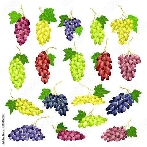 Clusters of Grape with Crimson, Dark Blue and Green Berries Big Vector Set