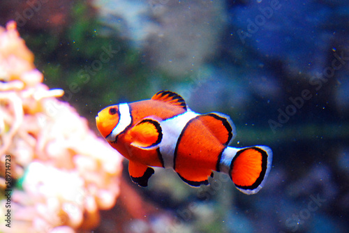 An orange, white and black clownfish, resembling Nemo, swims in the tropical coral reefs